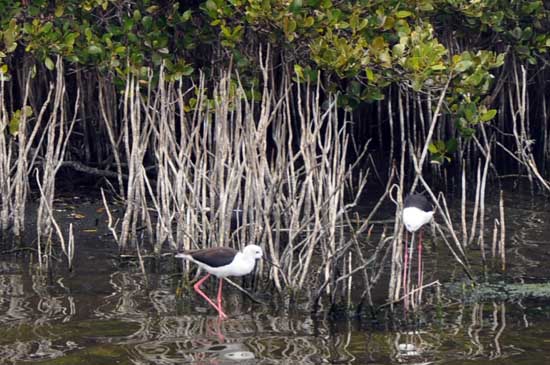 Ʒ��̨���Σ�����ʪ�ء����������á�5��