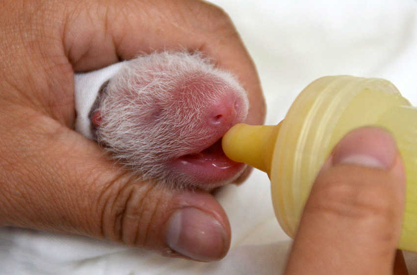 2013年7月7日，台北市立动物园保育员在为熊猫幼仔喂乳。图片：新华社发（台北市立动物园提供）