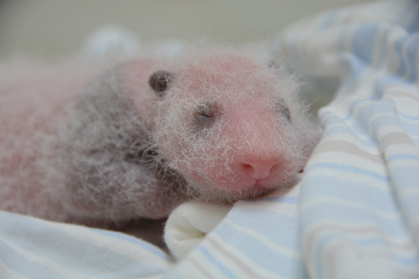 据台湾东森新闻网报道,台湾熊猫宝宝"圆仔"刚出生时全身粉嫩,被许多