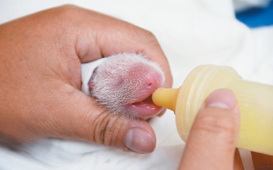 熊猫宝宝7月6日晚间出生，它会发出“吱吱”叫声讨奶喝，动物园则以人工方式喂初乳。