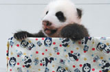 大熊貓寶寶“萌態”組圖