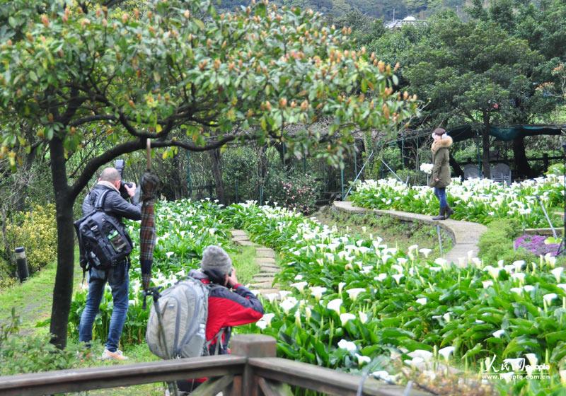 两位摄影师在为一位模特在海芋田里拍摄。人民网记者唐述权 摄