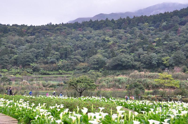 海芋田里的白花与远处山上的山樱花相映成趣。人民网记者唐述权 摄