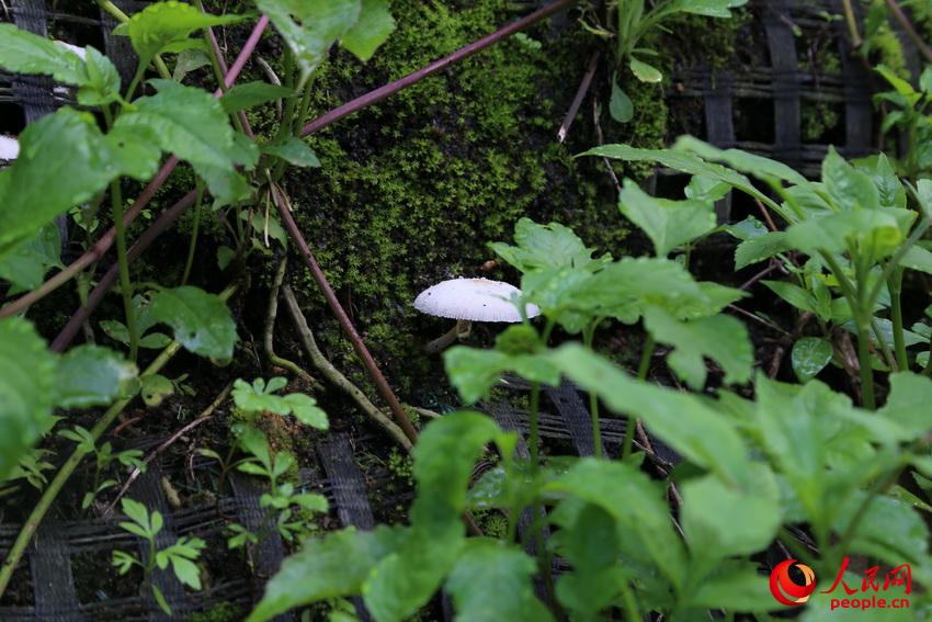 日月潭周边有着丰富美丽的动植物资源，图为草丛中的蘑菇。闫嘉琪 摄影