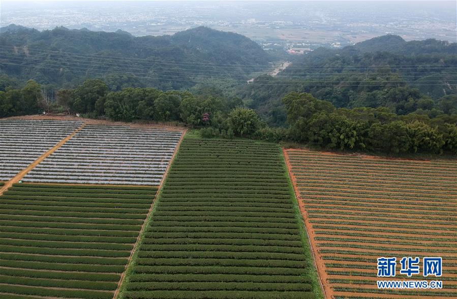 南投縣土地公崎頂山旁的台灣鵬景集團的農場（12月13日攝）。