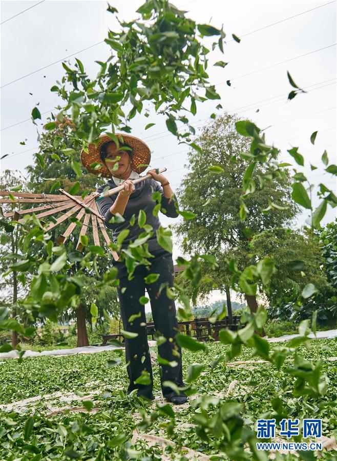 台灣鵬景集團農場的員工採用傳統方式制作茶葉（12月13日攝）。