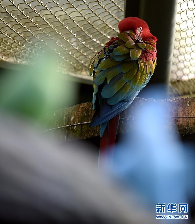 1月10日，在台北動物園，一隻鸚鵡蜷縮在籠子裡。