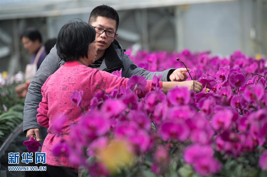 2月27日，在浙江省仙居縣台灣農民創業園，耕旺花卉科技有限公司的薛祐祥（前右）指導工作人員養護蝴蝶蘭。