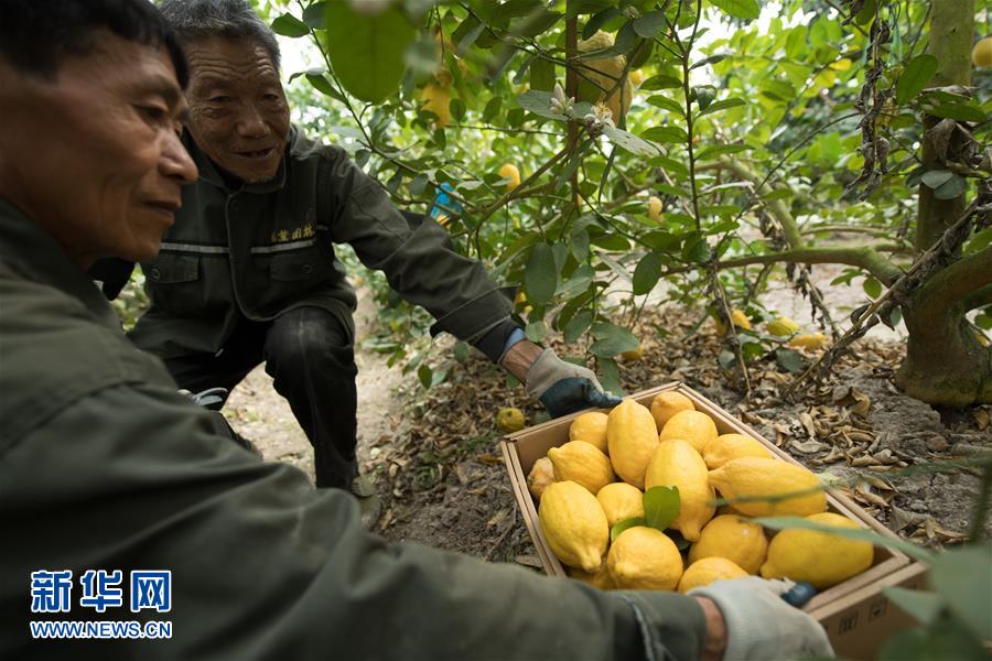 2月27日，在浙江省仙居縣台灣農民創業園，工作人員在收獲台灣引進的檸檬。