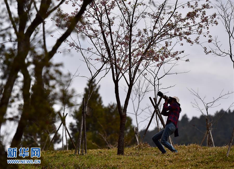3月15日，游客在阿裡山的花樹下拍照。