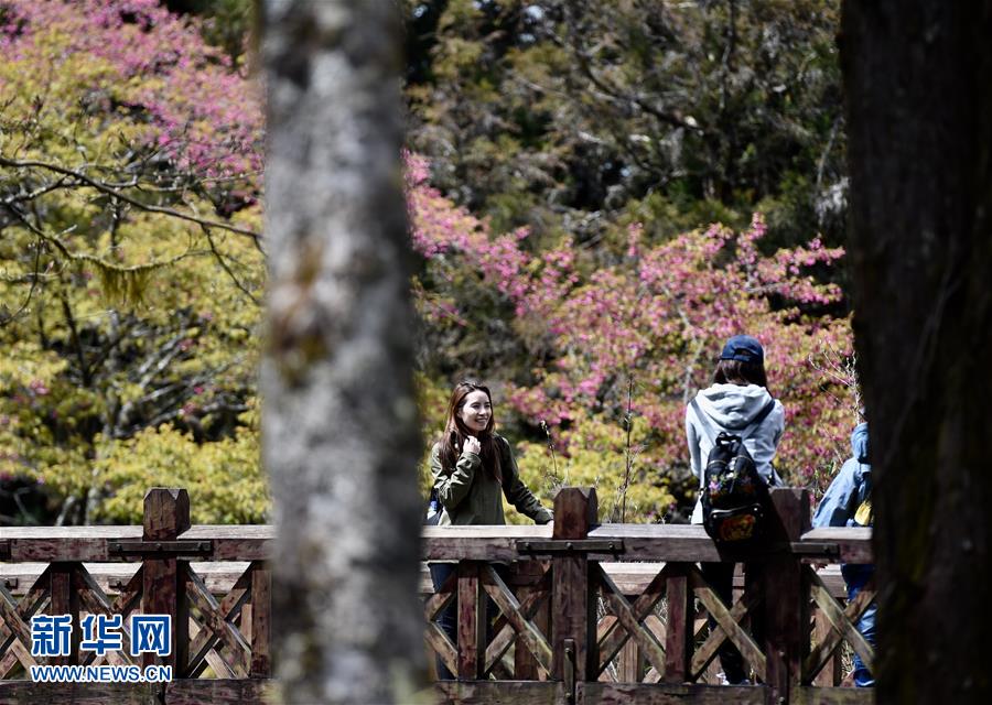 3月15日，游客在阿裡山的花樹旁拍照。