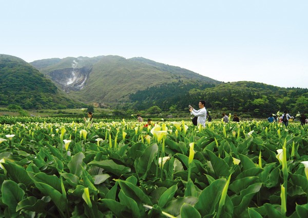 陽明山竹子湖海芋季正式開跑。（圖片來自台媒）