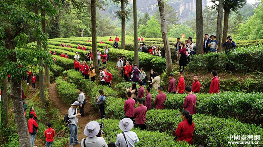 兩岸網絡新媒體記者參加“喊山祭茶”開茶儀式。（圖片來源：福建省台港澳辦 張寧）
