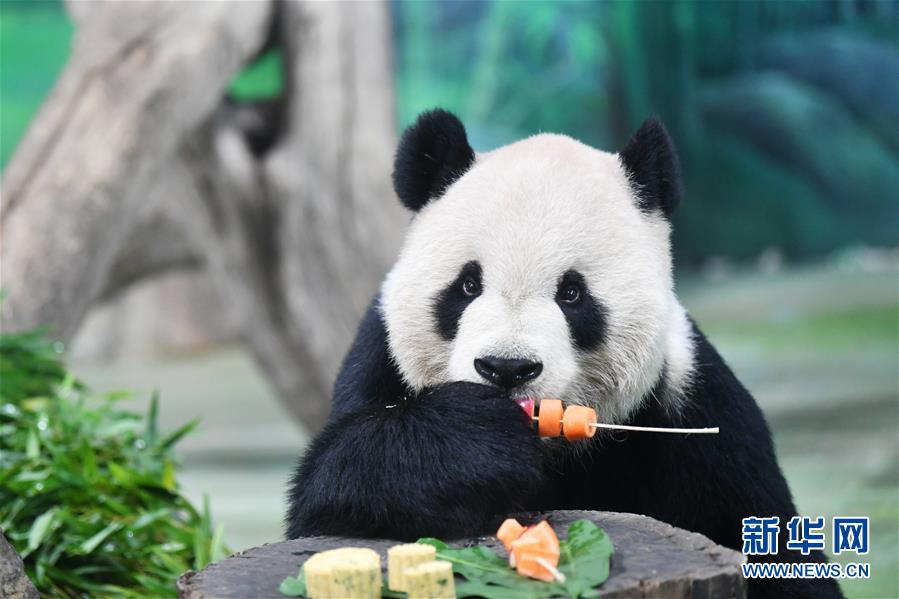 9月13日，台北動物園大熊貓“團團”在品嘗果蔬串。當日，台北動物園熊貓館的飼養員特制月餅和果蔬串等食物，讓大熊貓和人們一起歡度中秋。新華社記者 陳斌 攝