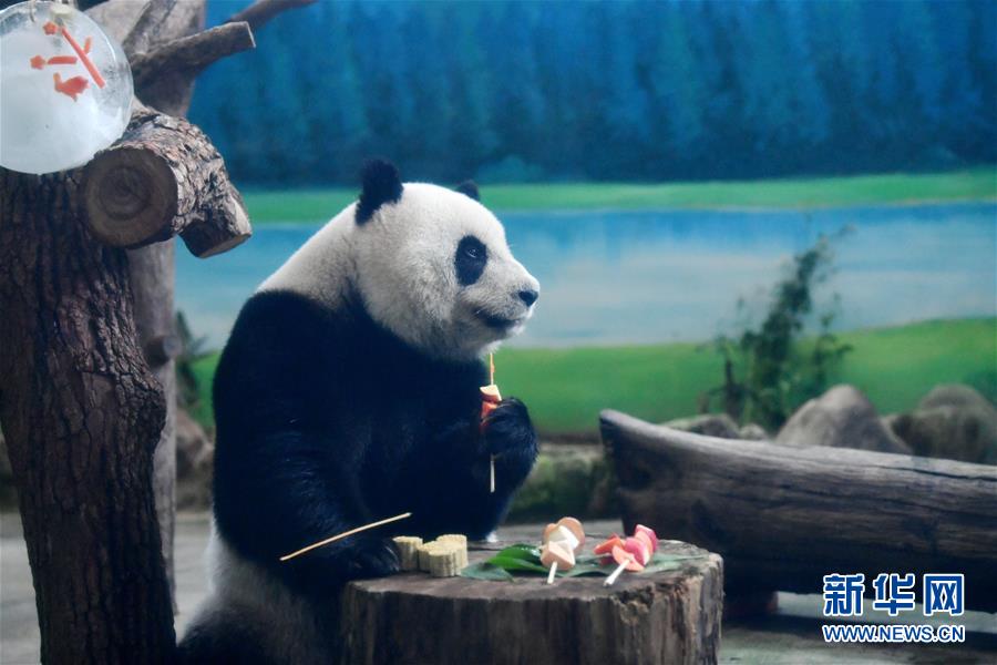 9月13日，台北動物園大熊貓“圓仔”在品嘗果蔬串。當日，台北動物園熊貓館的飼養員特制月餅和果蔬串等食物，讓大熊貓和人們一起歡度中秋。新華社記者 陳斌 攝
