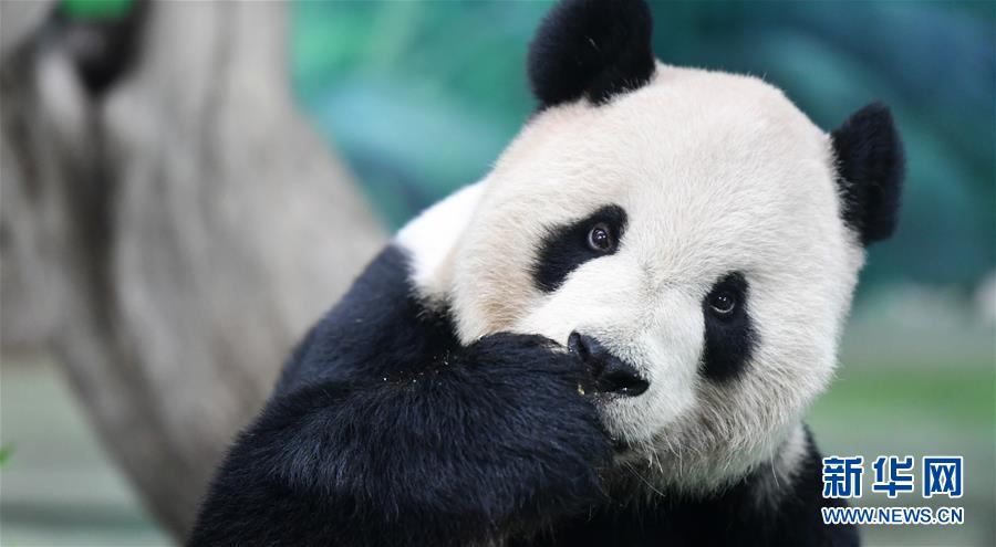 9月13日，台北動物園大熊貓“團團”在品嘗特制月餅。當日，台北動物園熊貓館的飼養員特制月餅和果蔬串等食物，讓大熊貓和人們一起歡度中秋。新華社記者 陳斌 攝