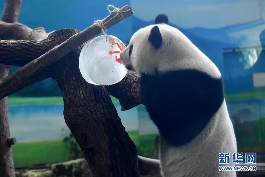9月13日，台北動物園大熊貓“圓仔”品嘗月餅形狀的冰塊。當日，台北動物園熊貓館的飼養員特制月餅和果蔬串等食物，讓大熊貓和人們一起歡度中秋。新華社記者 陳斌 攝
