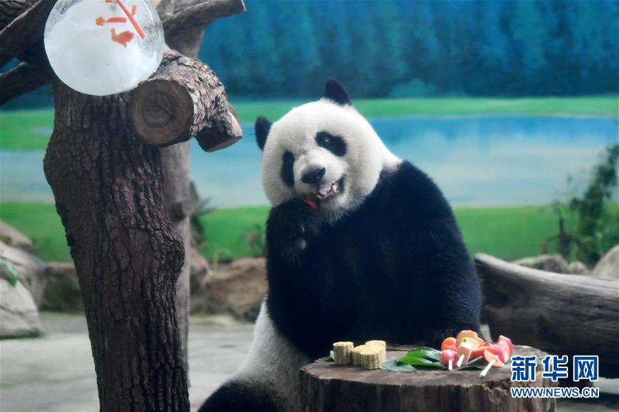 9月13日，台北動物園大熊貓“圓仔”在品嘗果蔬串。當日，台北動物園熊貓館的飼養員特制月餅和果蔬串等食物，讓大熊貓和人們一起歡度中秋。新華社記者 陳斌 攝