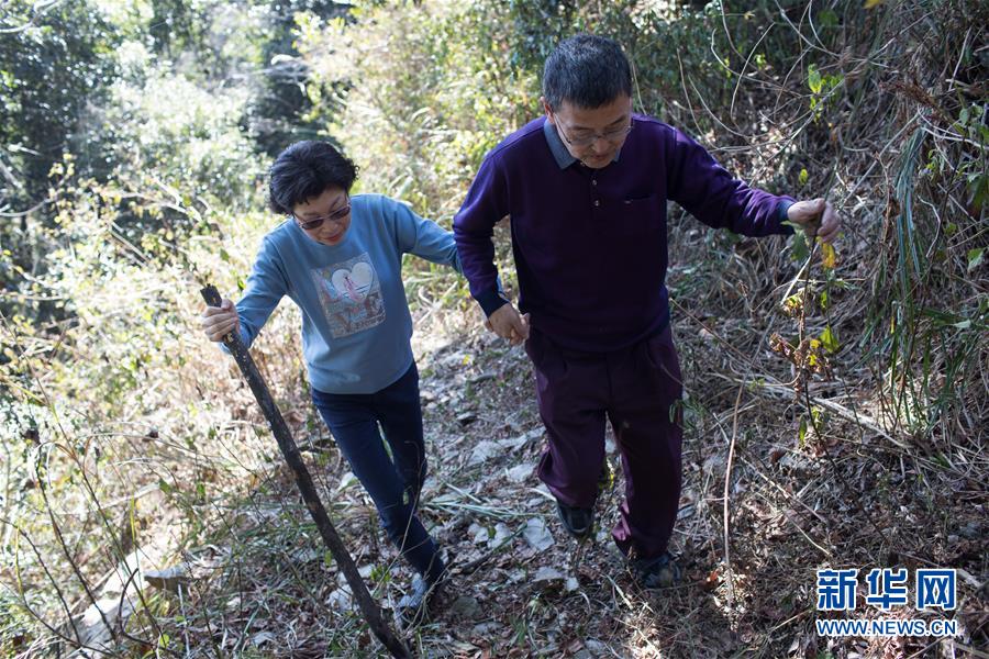 左如玉和丈夫陳文章行走在位於中央山脈深處的茶園（1月17日攝）。新華社記者 金立旺 攝