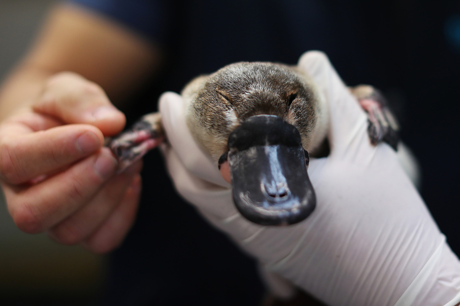 澳洲：鴨嘴獸在動物園康復中心接受健康檢查