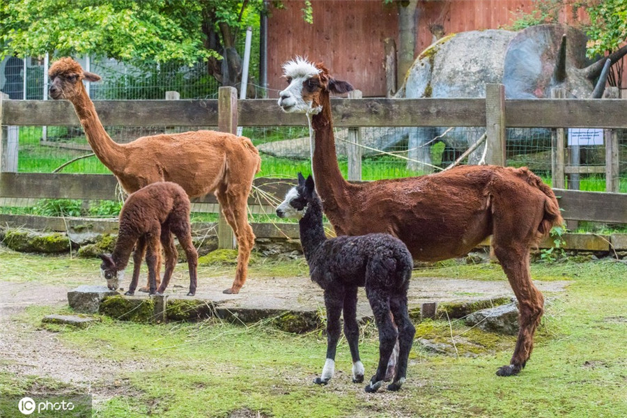 德國動物園羊駝寶寶出生