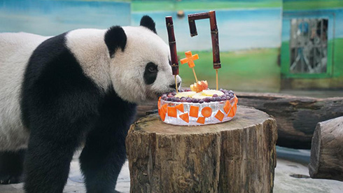 大陆赠台大熊猫“团团”“圆圆”喜迎17岁生日
