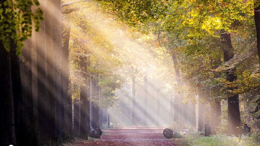 荷蘭布雷達秋景美如畫 遠足者林中漫步