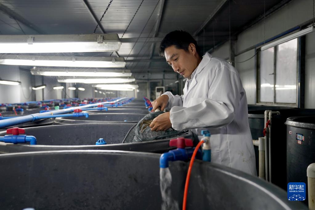 　　上海海洋大学吴旭干教授在查看种蟹状况（11月25日摄）。新华社记者 刘颖 摄