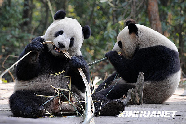 半岛电视台 大熊猫赴台可视为两岸关系回温象征 