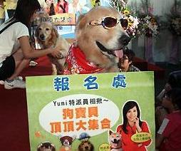 图:台湾举办宠物狗特长比赛 才艺表演惹人爱 (