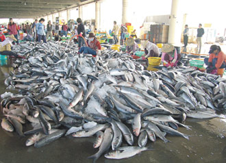 台湾乌鱼年渔获量逐年递减 去年仅剩五万尾(图