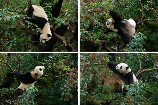 　　1月20日，大陸贈台大熊貓“團團”“圓圓”的二女兒“圓寶”在樹上嬉戲（拼版照片）。新華社發