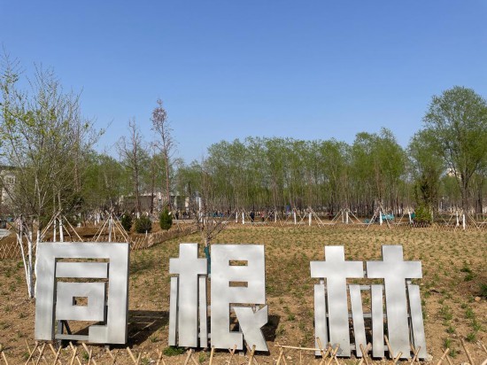 這是3月31日拍攝的台兒庄同根林。新華社記者 吳濟海攝