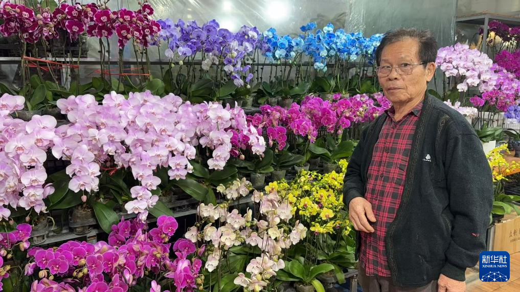 來自台灣台中市的王金堂在安徽合肥的蘭花房內(資料照片)。新華社發